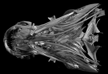 Media type: image;   Ichthyology 13449